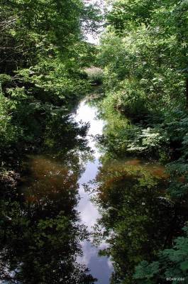 The Levern Burn, Barrhead
A still summer morning view looking up stream from the footbridge over the weir near Calribar.
