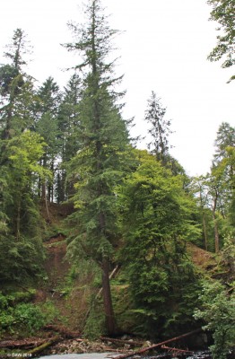 The Hermitage Douglas Fir, 2015
You might think this Douglas Fir is looking a bit insecure, you'd be right.  It came down in a storm in January 2017 after growing to a height of 201ft.  At the time it was one of the tallest trees in the British Isles.  [url=http://streetmap.co.uk/map.srf?X=300930&Y=741741&A=Y&Z=115/] Map location. [/url]
