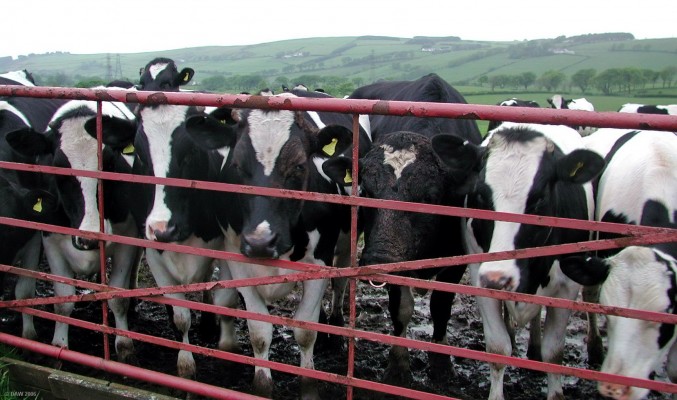 The evil eye
Stand at a field gate with a camera and everyone seems to want to get into the action, note the one at the back with its head above the others.  [url=http://www.multimap.com/map/browse.cgi?lat=55.773&lon=-4.4505&scale=25000&icon=x/]Map location[/url]
