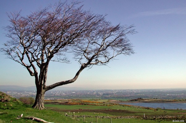 Tree, Fereneze Braes
If you walk far enough up the Ferenze Braes footpath from Barrhead you come to this tree.  Ideal for either having a picnic under, or as a hanging tree, depending on the circumstances.  Glasgow and Paisley are spread out across the horizon.  [url=http://www.streetmap.co.uk/map.srf?X=248860&Y=659759&A=Y&Z=115&ax=248770&ay=659819/] Map location. [/url]
