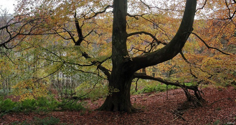 The hanging tree, Loch Libo
I'm sure in days gone by this would have made a good hanging tree. [url=http://www.streetmap.co.uk/map.srf?X=243469&Y=655806&A=Y&Z=115/] Map location. [/url]
