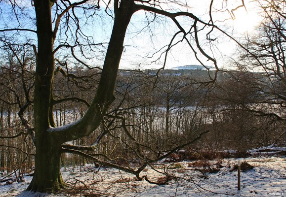The hanging tree, Loch Libo
Not really a hanging tree, but what I think it looks like every time I see it, I must admit it's only really suitable for hanging very short outlaws.  [url=http://www.streetmap.co.uk/map.srf?X=243466&Y=655802&A=Y&Z=115/] Map location. [/url]
