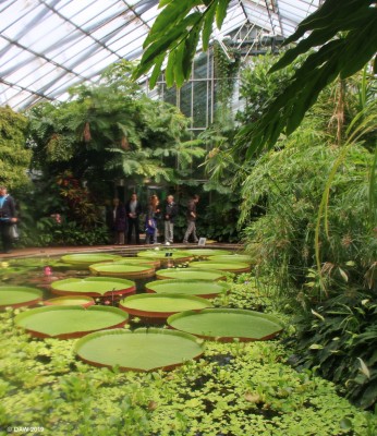 The hot House, Edinburgh Botanic Gardens
It was so humid in here the camera started to fog up so this is the only photo that almost worked.
