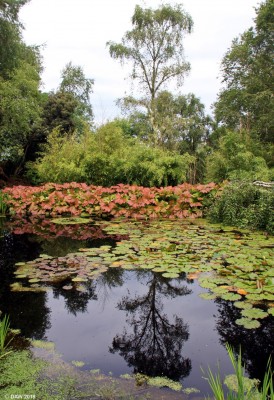 The Pond, Inverewe Gardens
