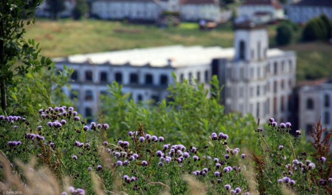 wild thistles
Wild thistles on the hills opposite Crofthead Mill[url=http://streetmap.co.uk/map.srf?X=246858&Y=657689&A=Y&Z=120] Map location. [/url]
