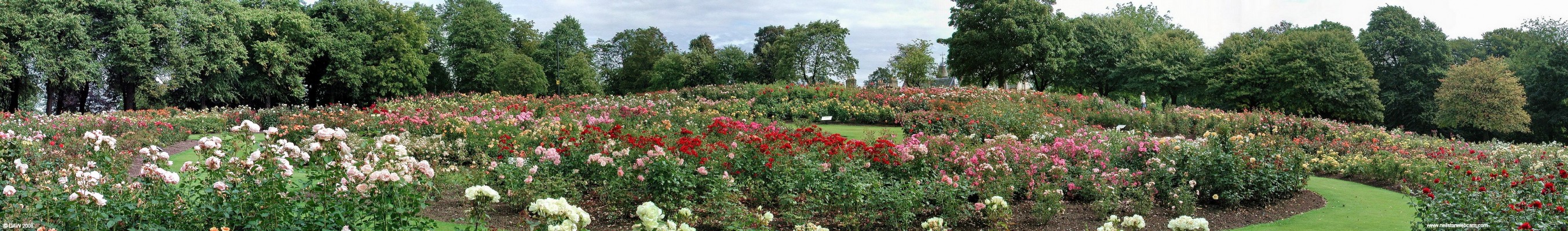 The international Rose trial Garden, Tollcross Park
Started in 1986 the rose garden covers 1 hectare on a south facing slope.  Rose breaders from several countries submit their roses for growing and they are judged every August.  There are over 240 varieties and some 4000 plants giving a spectacular display at the height of summer.
