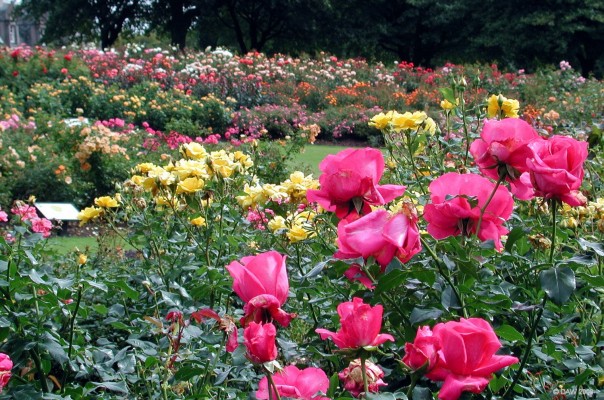 Rose trials beds, Tollcross Park, Glasgow
