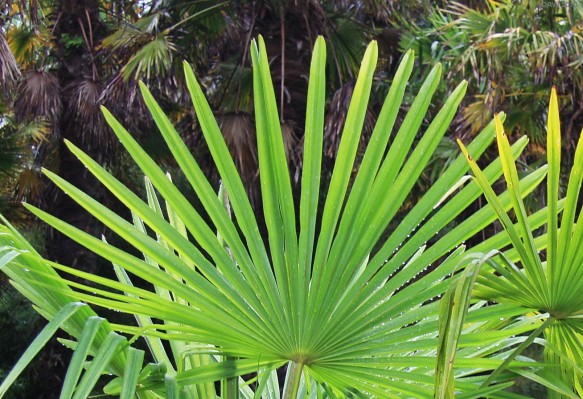 Tree fern, Logan Botanic Gardens
[url=http://www.streetmap.co.uk/map.srf?X=209508&Y=542819&A=Y&Z=120/] Map location. [/url]
