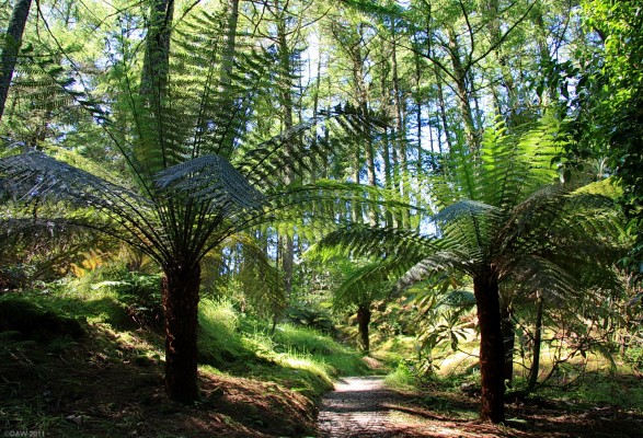 Arduaine Gardens, Argyll and Bute
Tree ferns at [url=http://www.nts.org.uk/Property/Arduaine-Garden/] Arduaine Gardens. [/url]
