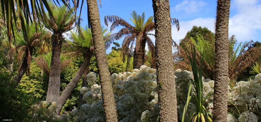 Tree Ferns, Logan Botanic Garden
