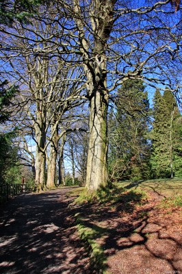 Tree shadows, Rouken Glen Park
[url=http://www.streetmap.co.uk/map.srf?X=254670&Y=657907&A=Y&Z=115&ax=254673&ay=658322/] Map location. [/url]
