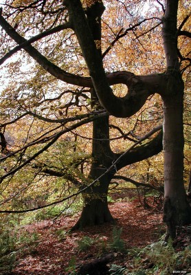 Twisted trees, Loch Libo
[url=http://www.streetmap.co.uk/map.srf?X=243319&Y=655729&A=Y&Z=115/] Map location. [/url]
