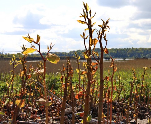 Japanese Knot Weed, Dumbuck
It looks a bit like a Triffid and its about as difficult to eradicate.  Brought to the British Isles in the 19th century as an ornamental plant it quickly escaped into the wild and is now spread widely across the country.
