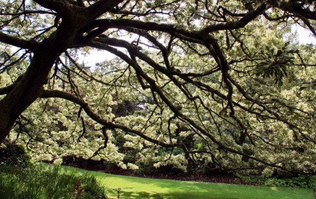 Inverewe Gardens, near Poolewe
Under a tree at Inverewe Gardens.
