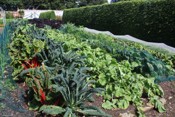 The vegetable garden, Threave Gardens
