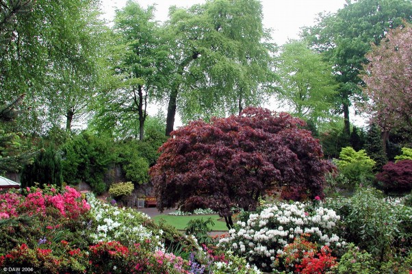 Azaleas in bloom, Victoria Park
