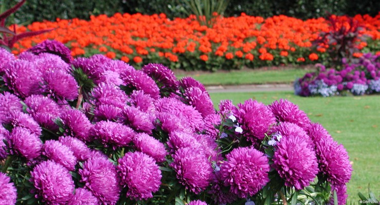 Summer colour, Victoria Park
Vivid colours at Victoria park in summer.  [url=http://www.streetmap.co.uk/map.srf?X=254330&Y=667155&A=Y&Z=115/] Map location. [/url]
