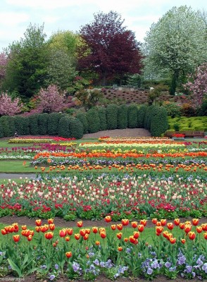 Spring bulbs, Victoria Park, Glasgow

