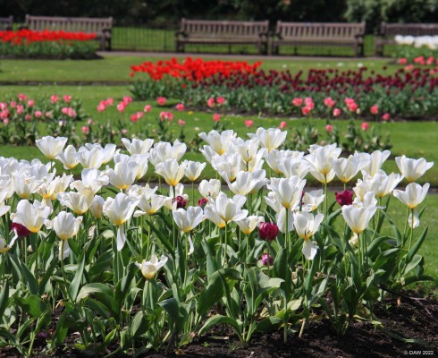 Victoria Park, Glasgow, 2018
