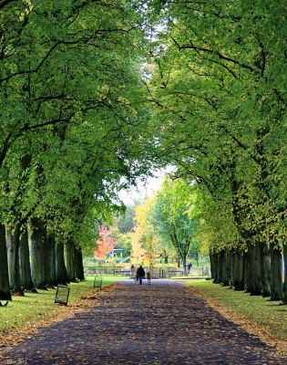 Victoria Park, Glasgow
The tree lined entrance too Victoria park taken just as the trees start to turn in Autumn.
