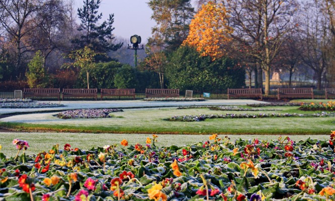 Victoria Park, Autumn 2011
The winter bedding gives a show of colour despite the frost at Victoria Park.
