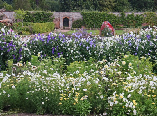 The walled Garden, Gordon Castle, Fochabers

