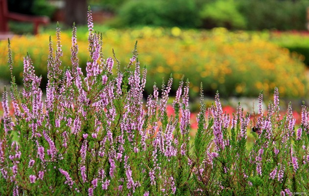 The Walled Garden, Rouken Glen Park
Late summer colour at Rouken Glen Park on the south side of Glasgow. [url=http://streetmap.co.uk/map.srf?X=254678&Y=658397&A=Y&Z=115/] Map location. [/url]
