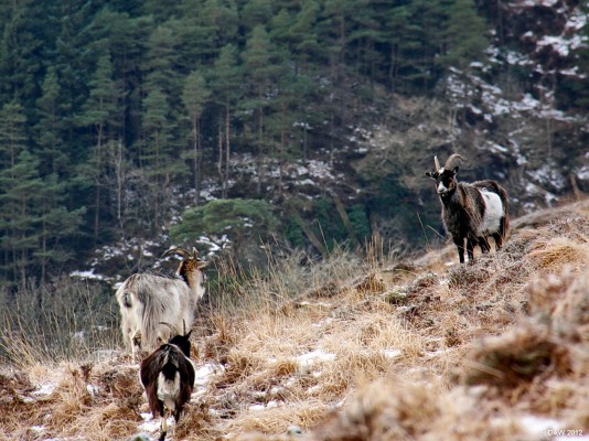 Cold Goats, Galloway Forest Park
There's always someone playing the Goat at the Wild Goat Park near Murray's Monument. [url=http://www.streetmap.co.uk/map.srf?X=249545&Y=571985&A=Y&Z=120/] Map location. [/url]
