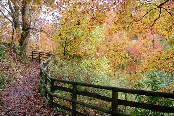 Woodland walk, Calderglen Park, East Kilbride
[url=http://www.multimap.com/map/browse.cgi?lat=55.7466&lon=-4.1429&scale=25000&icon=x/]Map location.[/url]

