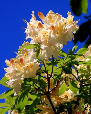 Azalea, Arduaine Gardens
[url=http://www.streetmap.co.uk/map.srf?X=179421&Y=710340&A=Y&Z=115/] Map location. [/url]
