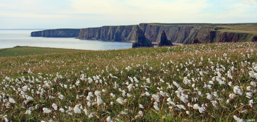 Duncansby Head, Caithness
Bog cotton at Duncansby Head with the sea stacks in the distance.  After buying your tartan dolls made in China at John O' Groats make sure and leave time to carry on along the road a few miles to visit Duncansby head.
