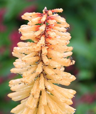 Drookit insect
Logan Botanic Gardens.  [url=http://www.streetmap.co.uk/map.srf?X=209508&Y=542819&A=Y&Z=120/] Map location. [/url]
