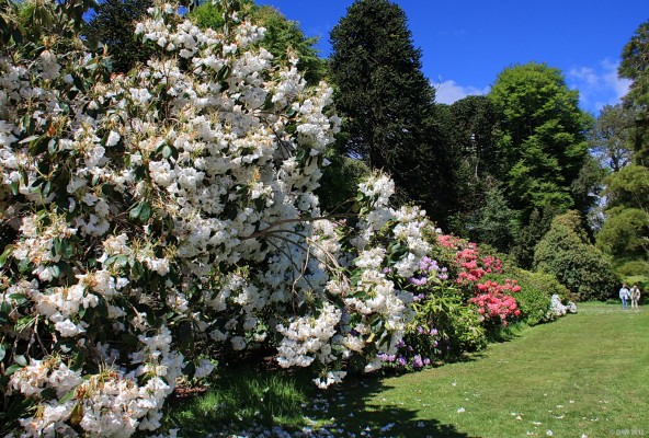 Early summer colour at Castle Kennedy Gardens
There's plenty to see at Castle Kennedy all year round but for the most colour outside the walled garden you need to be there in May and June.  [url=http://www.streetmap.co.uk/map.srf?X=210960&Y=561187&A=Y&Z=115/] Map location. [/url]
