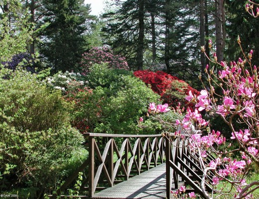 Footbridge at Crarae Gardens
[url=http://www.nts.org.uk/Property/19/] Crarae Gardens [/url] has a world renowned Rhododendron collection so its at its best in the spring.  This photo was taken in May.  [url=http://www.streetmap.co.uk/map.srf?X=198282&Y=697720&A=Y&Z=115&ax=198400&ay=697638/] Map location. [/url]
