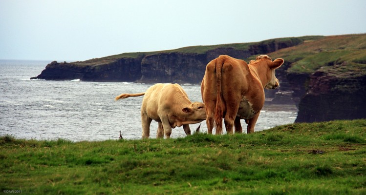 Life at the edge, Caithness
[url=http://www.streetmap.co.uk/map.srf?X=337004&Y=948967&A=Y&Z=115/] Map location. [/url]

