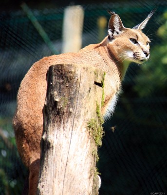 Lynx, Galloway Wildlife Park
Taken at the former Galloway Wildlife Park in 2009, sadly it has since closed.
