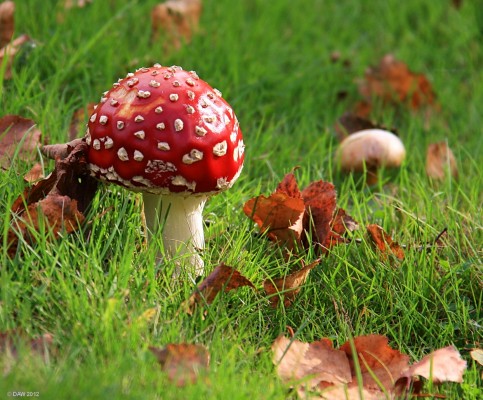 Magic Mushrooms, Threave Gardens
Amanita muscaria in Threave Gardens, Dumfries & Galloway. [url=http://www.streetmap.co.uk/map.srf?X=275215&Y=560390&A=Y&Z=120/] Map location. [/url]
