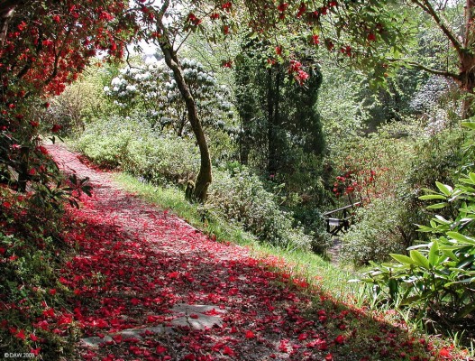 Petal carpet, Crarae Gardens
Fallen Petals from a Rhododendron carpet a foot path at Crarae gardens on the shores of Loch Fyne. [url=http://www.streetmap.co.uk/map.srf?X=198515&Y=697322&A=Y&Z=120/] Map location. [/url]
