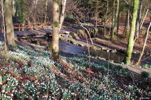 Snow drops, Finlaystone Country Estate
The first signs of spring at [url=http://www.finlaystone.co.uk/] Finlaystone, [/url] near Langbank. 
