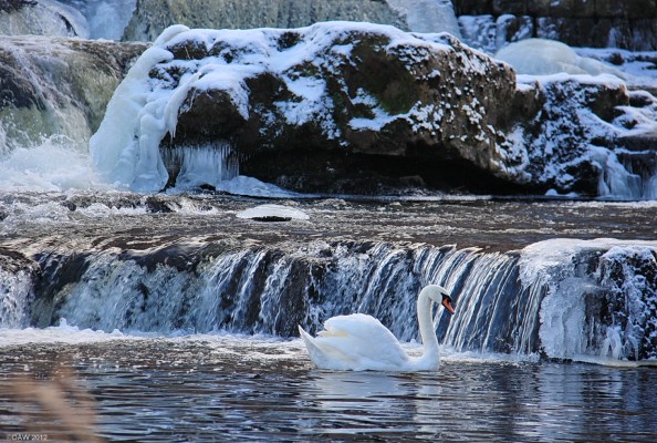 The Hammils, River Cart, Paisley
Swanning around at the Hammils.  [url=http://www.streetmap.co.uk/map.srf?X=248604&Y=663716&A=Y&Z=115/] Map location. [/url]
