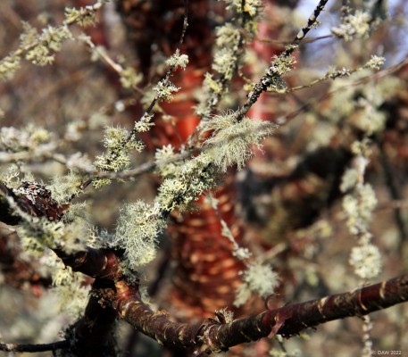 Tree Lichen, Dawyck Botanical Gardens
