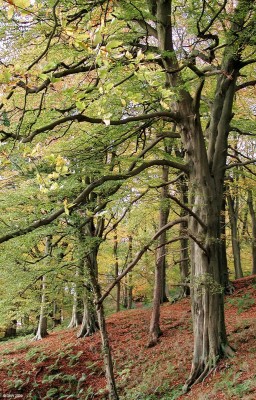 Loch Libo side trees
OK, so I like trees.  [url=http://www.streetmap.co.uk/map.srf?X=243319&Y=655729&A=Y&Z=115/] Map location. [/url]
