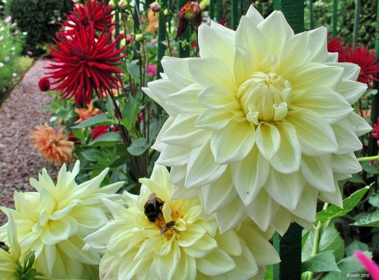 Yet more Dahlia, Bellahouston Park
Spectacular colours brighten up an overcast day at the walled garden in Bellahouston Park, Glasgow.
