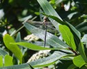 Dragonfly2C_Achamore_Gardens2C_Gigha.jpg