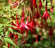 Fuscia2C_Arduaine_Gardens.jpg
