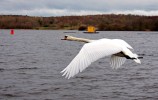 Swan2C_Strathclyde_Park.jpg