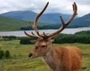 Tame_Deer2C_Loch_Tulla.jpg