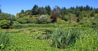 The_Pond2C_Glen_Whan_Garden.jpg