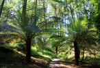 Tree_Ferns2C_Arduaine_Garden.jpg