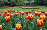 Tulips,_Victoria_Park.jpg